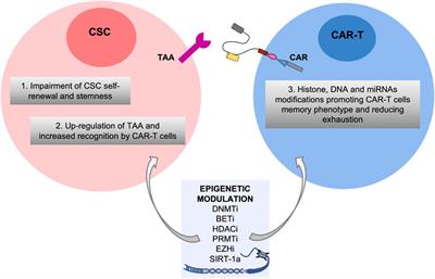 Novel insights into cancer stem cells targeting: CAR-T therapy and epigenetic drugs as new pillars in cancer treatment